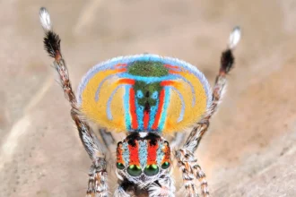 When Is the Best Time to Observe Attus Volans?