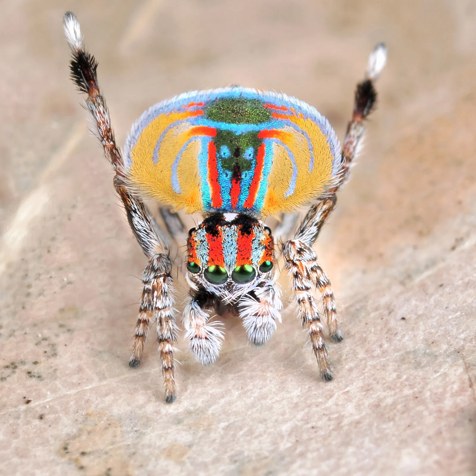 When Is the Best Time to Observe Attus Volans?