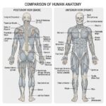 posterior vs anterior Understanding the Key Differences in Human Anatomy