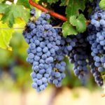 Cabernet grapes​: The Velvet Giants of the Vineyard