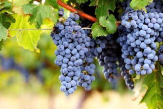 Cabernet grapes​: The Velvet Giants of the Vineyard