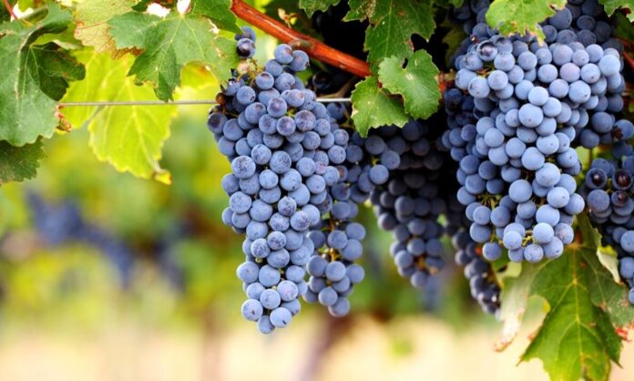 Cabernet grapes​: The Velvet Giants of the Vineyard