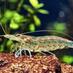 (Caridina Japonica Amano Shrimp): The Algae-Eating Aquarium Hero