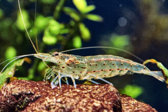 (Caridina Japonica Amano Shrimp): The Algae-Eating Aquarium Hero
