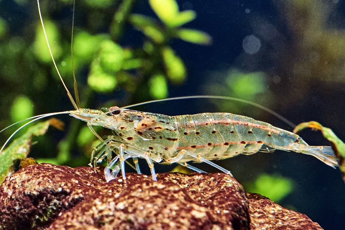 (Caridina Japonica Amano Shrimp): The Algae-Eating Aquarium Hero