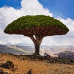 Dracaena Cinnabari The Dragon Blood Tree of Socotra: A Living Relic of Another World