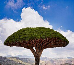 Dracaena Cinnabari The Dragon Blood Tree of Socotra: A Living Relic of Another World