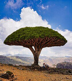 Dracaena Cinnabari The Dragon Blood Tree of Socotra: A Living Relic of Another World