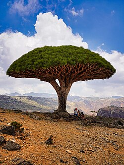Dracaena Cinnabari The Dragon Blood Tree of Socotra: A Living Relic of Another World