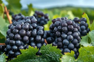 Grape Cabernet: Nature’s Dark Jewel of the Vineyard