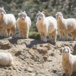 Mohair Mohair: Where Warmth Meets Lightweight Elegance