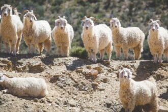 Mohair Mohair: Where Warmth Meets Lightweight Elegance
