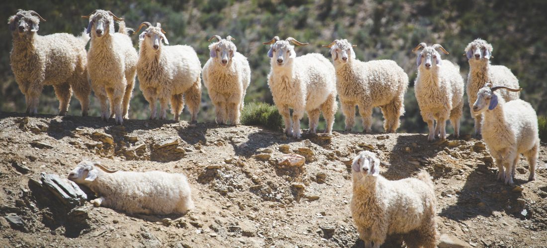 Mohair Mohair: Where Warmth Meets Lightweight Elegance