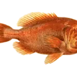 Orange Roughy Secrets: A Seafood Favorite from the Deep Ocean