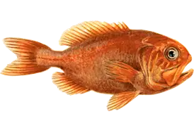 Orange Roughy Secrets: A Seafood Favorite from the Deep Ocean