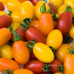 From Sauce to Salad: The Versatility of Plum Tomatoes