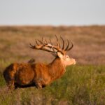 Red Stag: The Majestic Giant of the Forest Realm