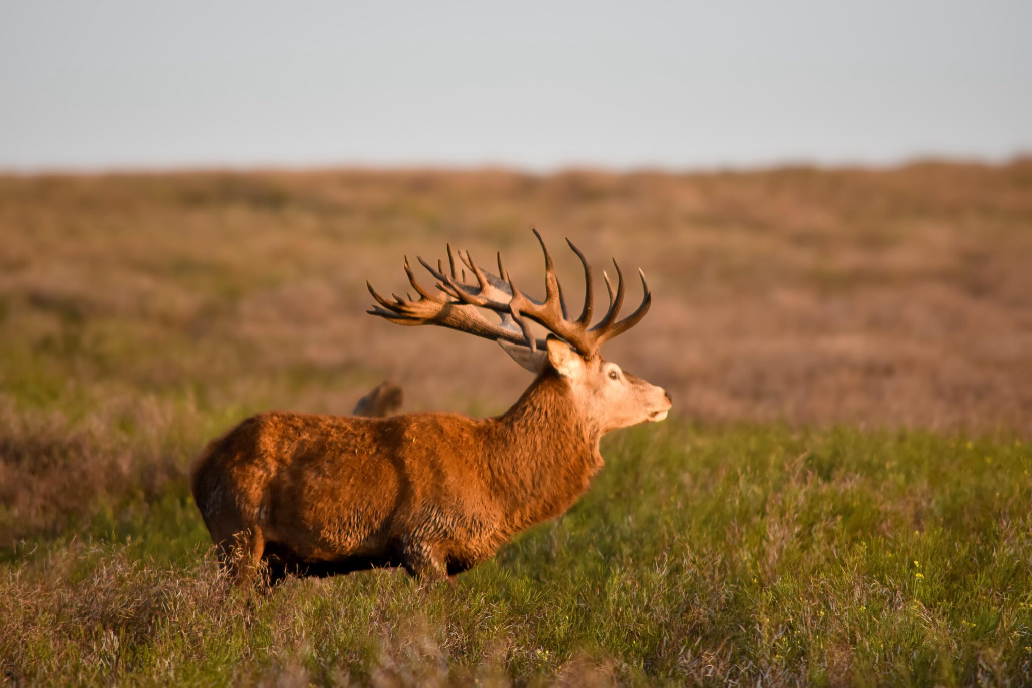 Red Stag: The Majestic Giant of the Forest Realm