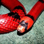 tangy snake​ – Bold Flavors for the Adventurous Palate