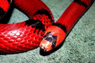 tangy snake​ – Bold Flavors for the Adventurous Palate