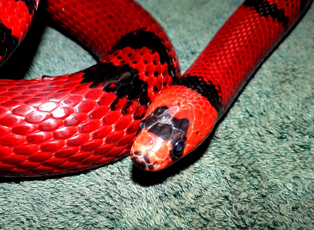 tangy snake​ – Bold Flavors for the Adventurous Palate