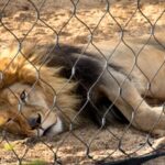 Zooskooñ A New Era of Intelligent Technology and Digital Transformation