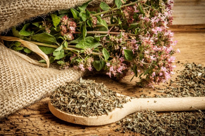 вранилова трава: Exploring Its Mystery and Traditional Value