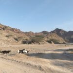 The Term Kūb: Historical and Cultural Perspectives