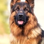 The World of Alsatian Guard Dogs: Loyal Protectors and Caring Companions
