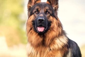 The World of Alsatian Guard Dogs: Loyal Protectors and Caring Companions