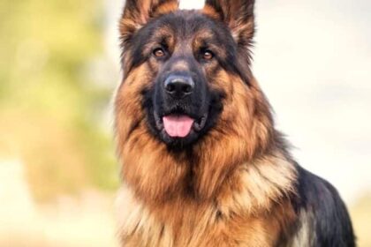 The World of Alsatian Guard Dogs: Loyal Protectors and Caring Companions