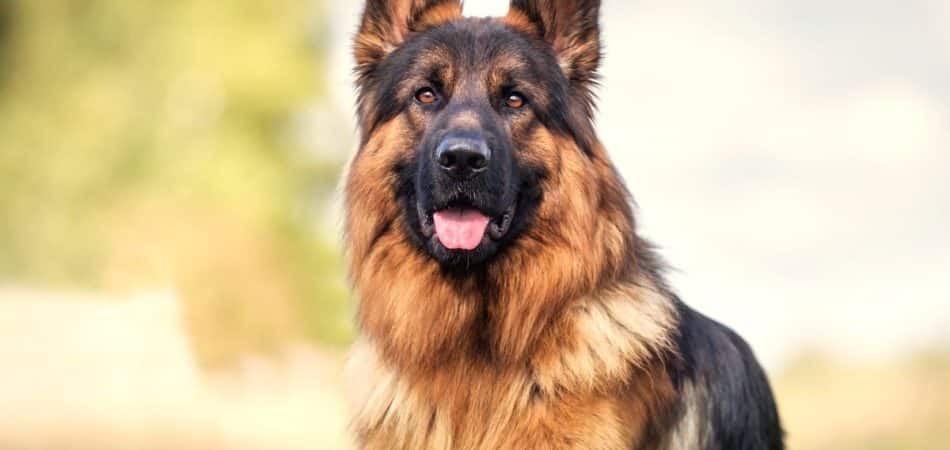 The World of Alsatian Guard Dogs: Loyal Protectors and Caring Companions