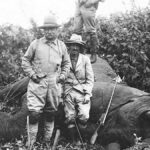 Elephant Rifle: How These Powerful Firearms Shaped Hunting History