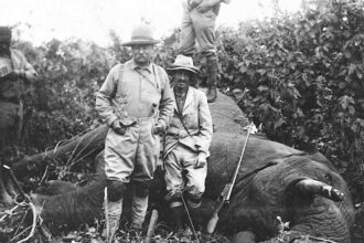 Elephant Rifle: How These Powerful Firearms Shaped Hunting History