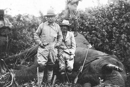 Elephant Rifle: How These Powerful Firearms Shaped Hunting History