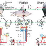 The Anatomy and Vision of Fish Eyes