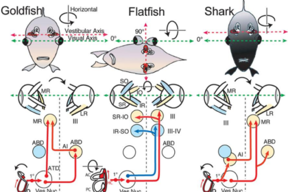 The Anatomy and Vision of Fish Eyes