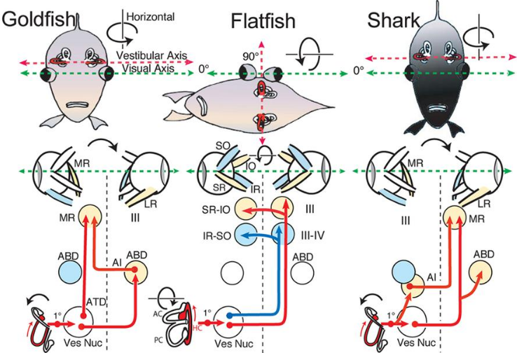 The Anatomy and Vision of Fish Eyes