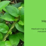 Meshashringi Plant: All You Need to Know About Its History, Benefits, Uses, and Medicines