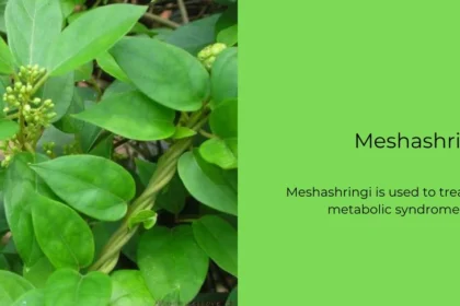 Meshashringi Plant: All You Need to Know About Its History, Benefits, Uses, and Medicines