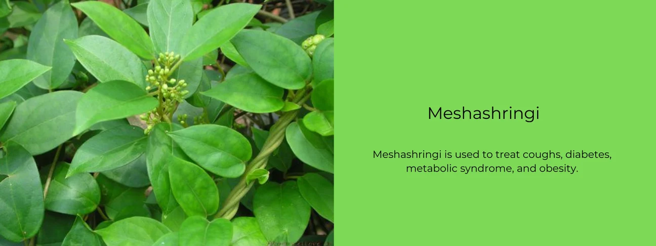 Meshashringi Plant: All You Need to Know About Its History, Benefits, Uses, and Medicines