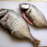 Porgy Fish Comprehensive Study: History, Species, Habitat, Flavor, Fishery, and Culinary Uses