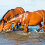 The Horse Water: Comprehensive Overview on its Meaning, Significance, Advantages, and Applications