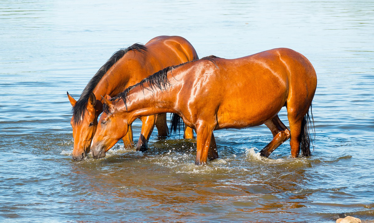 The Horse Water: Comprehensive Overview on its Meaning, Significance, Advantages, and Applications