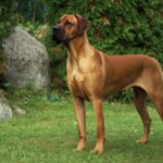 Tosa I n u: History, Personality, Training, and Unique Characteristics