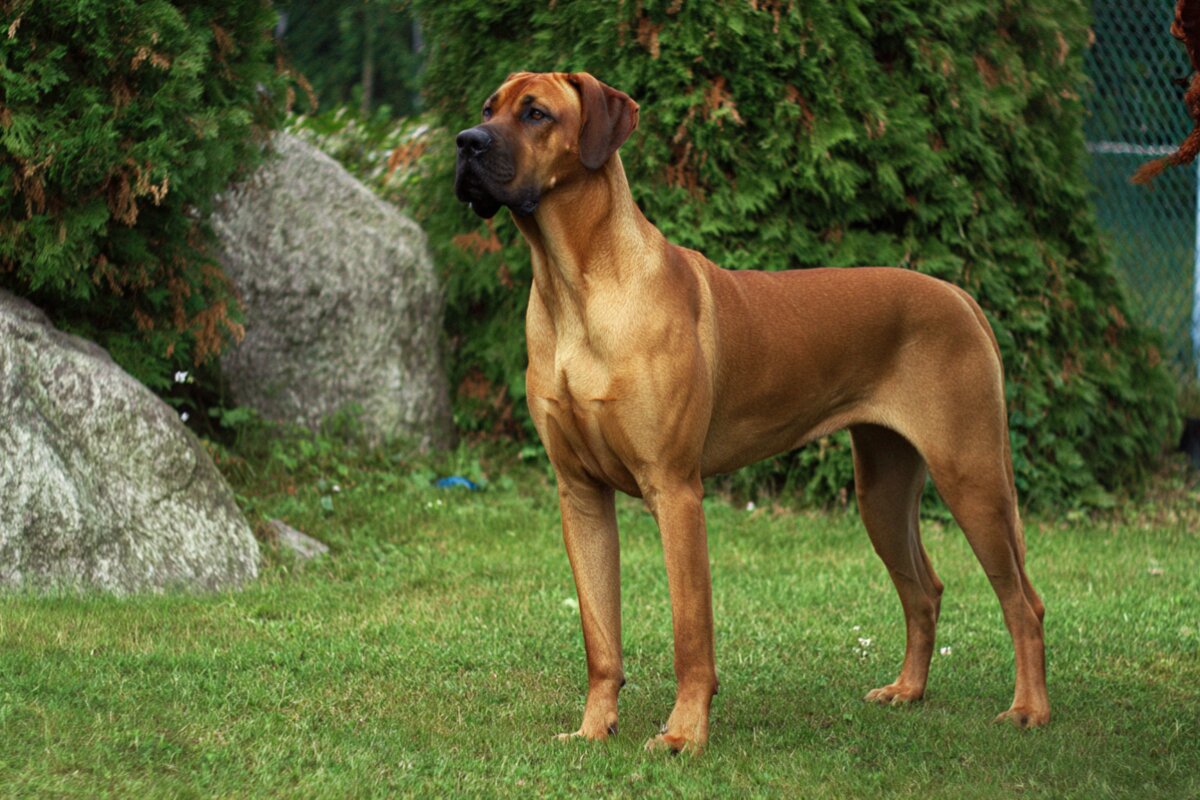 Tosa I n u: History, Personality, Training, and Unique Characteristics