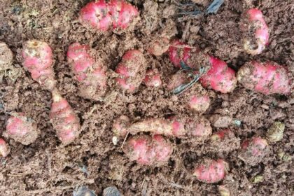 Tuber 8 Explained: From Old Ideas to New Innovations