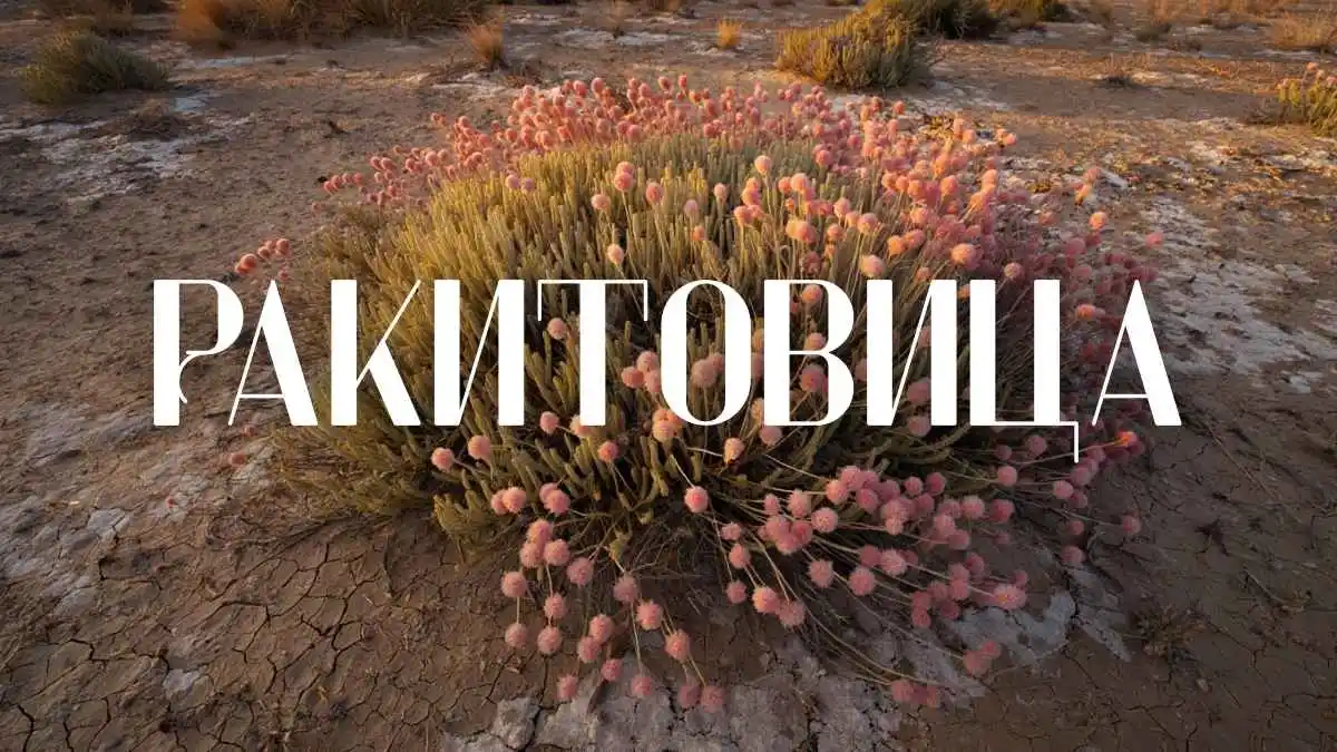 Everything About ракитовица: Cultural Background & Meaning