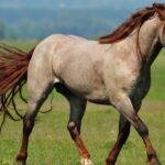 Roan Horse: Everything To Know About Colors, Breeds, Genetics, History, and Facts