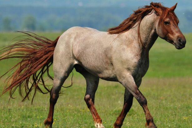 Roan Horse: Everything To Know About Colors, Breeds, Genetics, History, and Facts